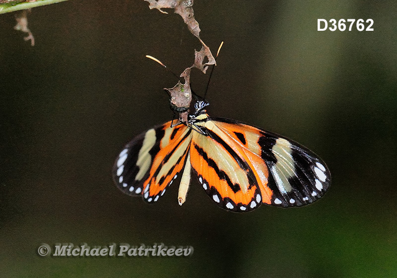 Isabella Longwing (Eueides isabella dianasa)